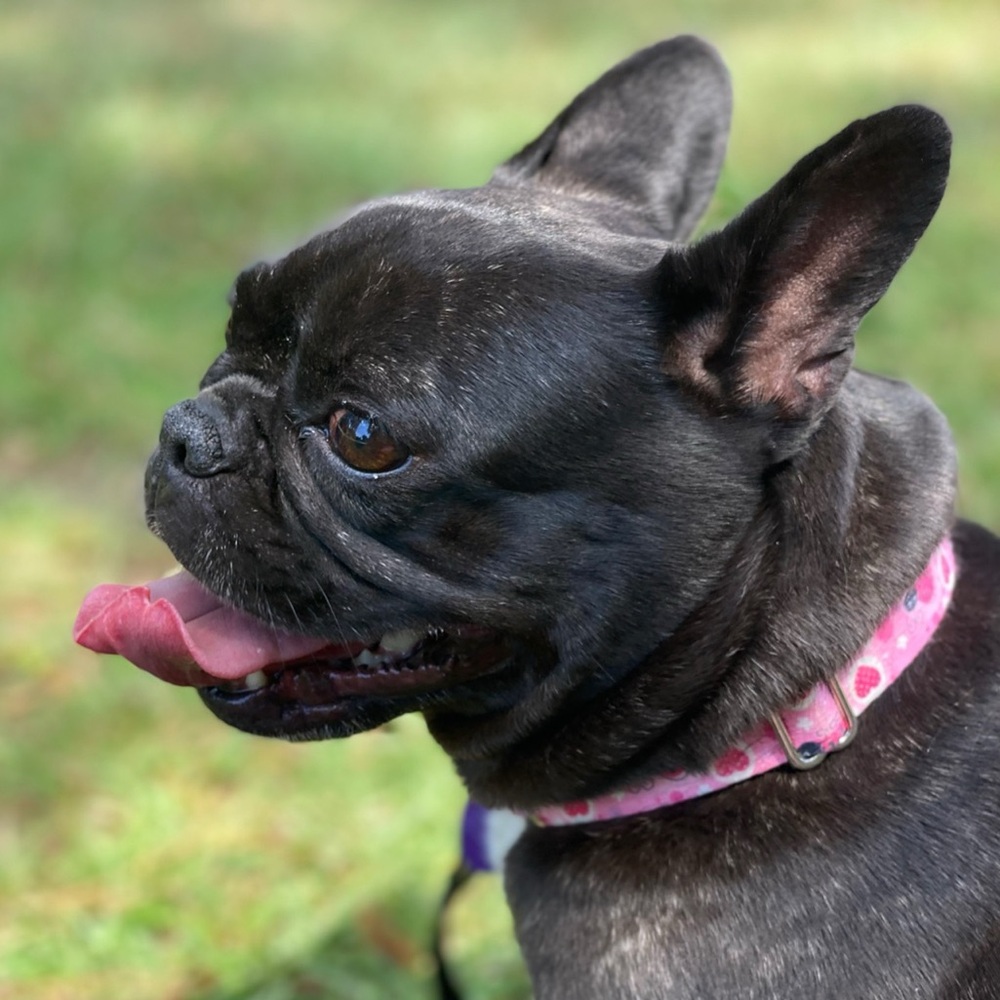 🐾Meet Ella! 🐾 NOT FOR SALE, EVER! - Picture 5 of 15